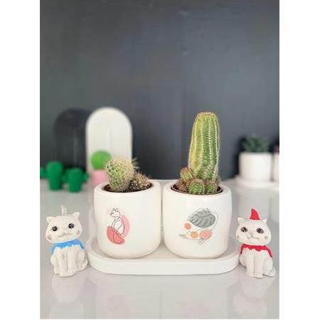Tabaklı Pastel Kedi + 3 kaktüs + kargo