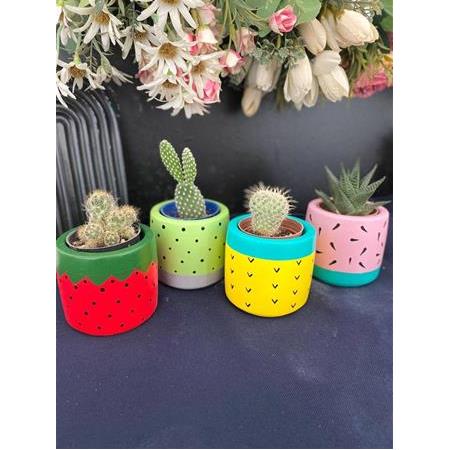 Frutti tatlı Meyve Desenli sukulent ve kaktüs saksısı çiçekler dahil