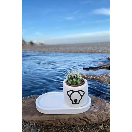 Jack Russel İkon Desenli Sukulent ve Kaktüs Saksısı Seti
