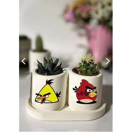 Angry Birds Kaktüs ve Sukulent Saksı Seti Hediyelik Kalemlik Organizer (çiçekler dahildir)