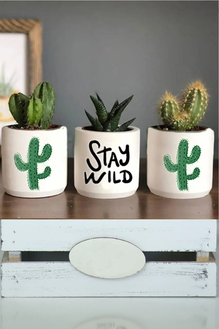 Bitkiler Dahil Hediye Paketli Stay Wild Baskılı Sukulent ve kaktüs Saksı Seti Hediyelik - 1. görsel