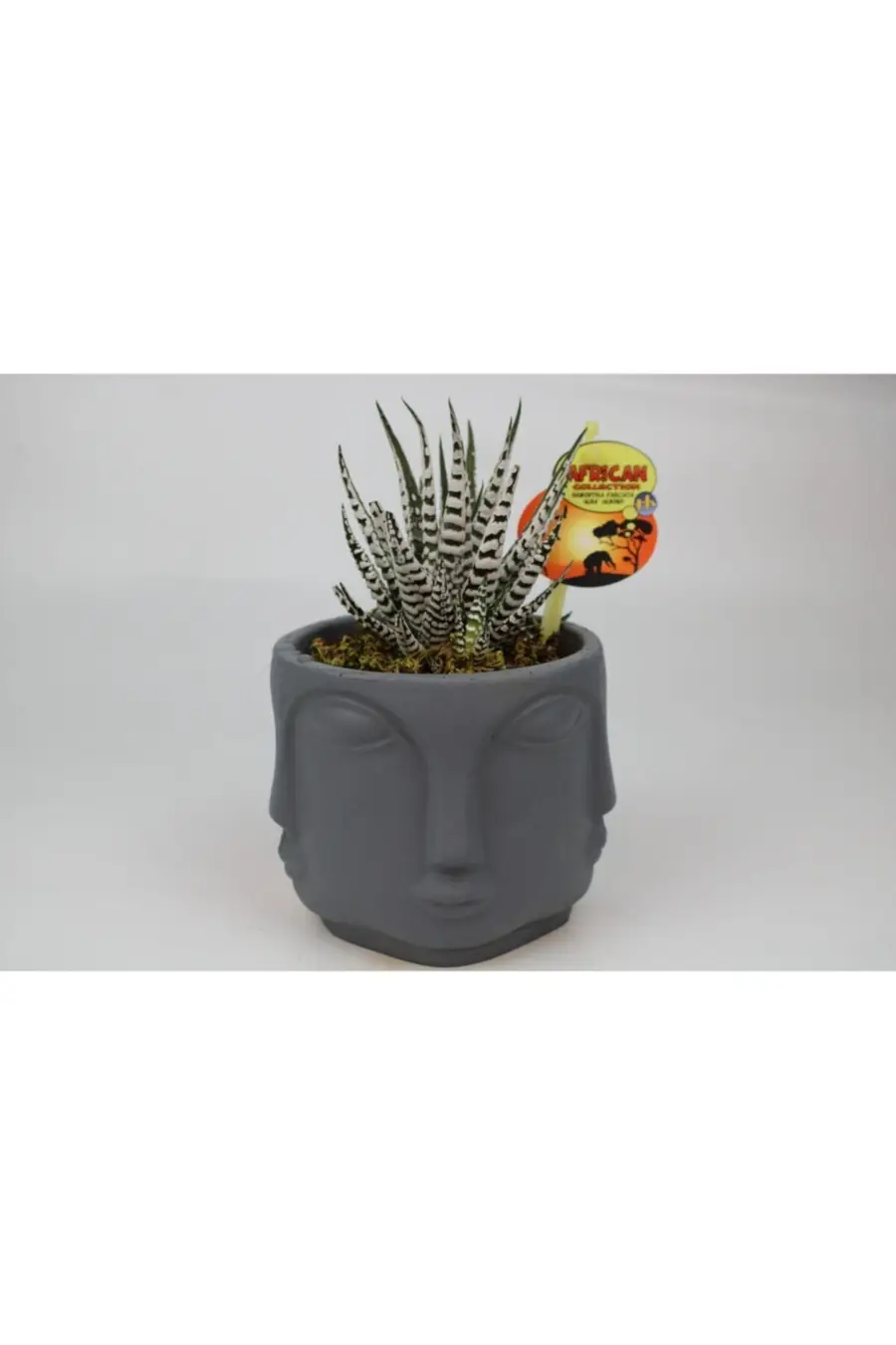 Buda Yüz Saksı - Howarthia Zebra Sukulent - 1. görsel