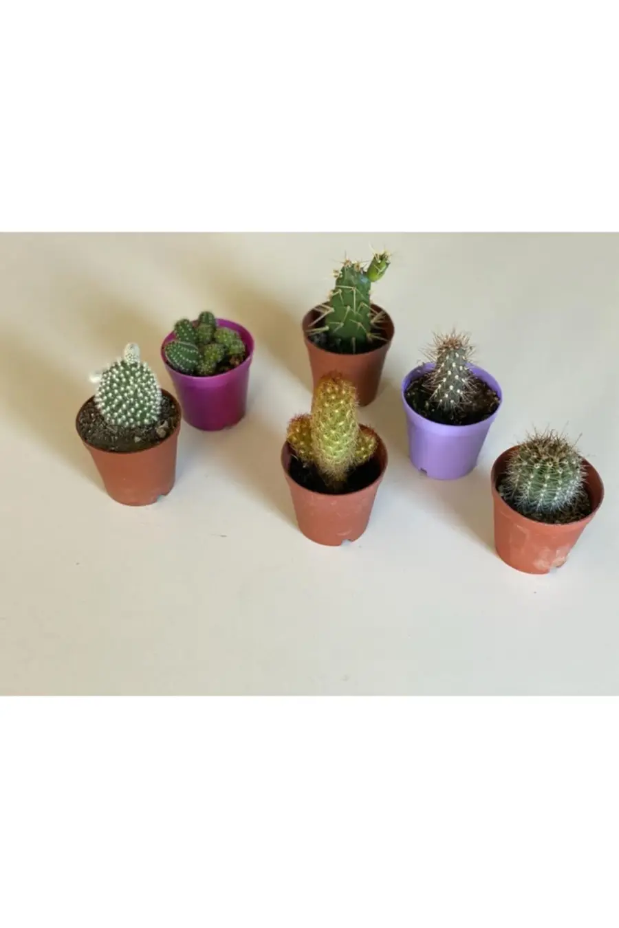 Kaktüs Seti 6 Adet Kaktüs Botanik 6 Lı Kaktüs Sukulent Kaktüs Mix Set - 1. görsel